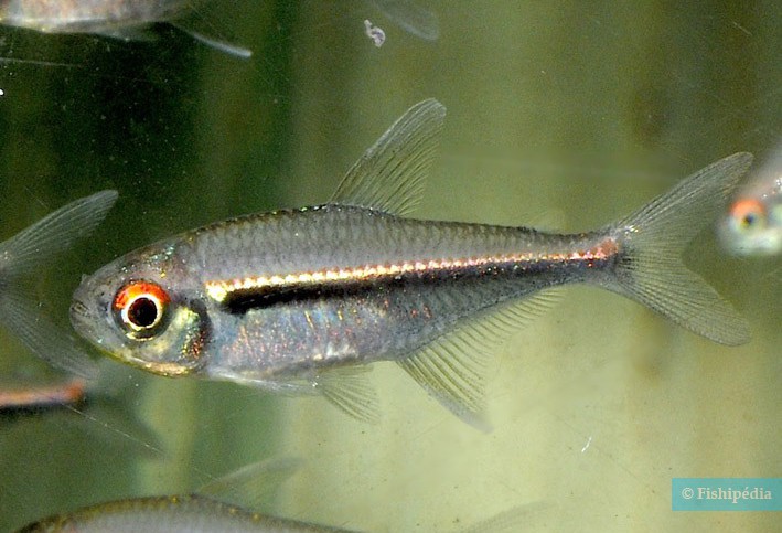 Hyphessobrycon heterorhabdus