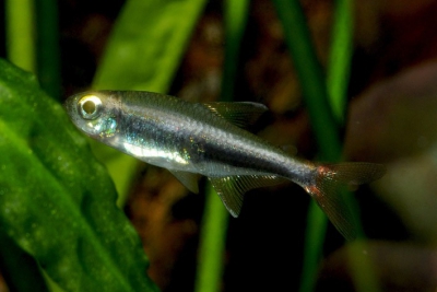 Hyphessobrycon loretoensis