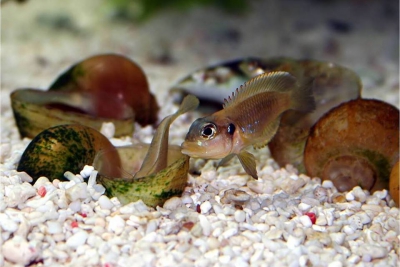 ocellatus Cichlidae
