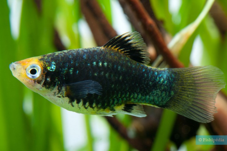 Xiphophorus maculatus - platy