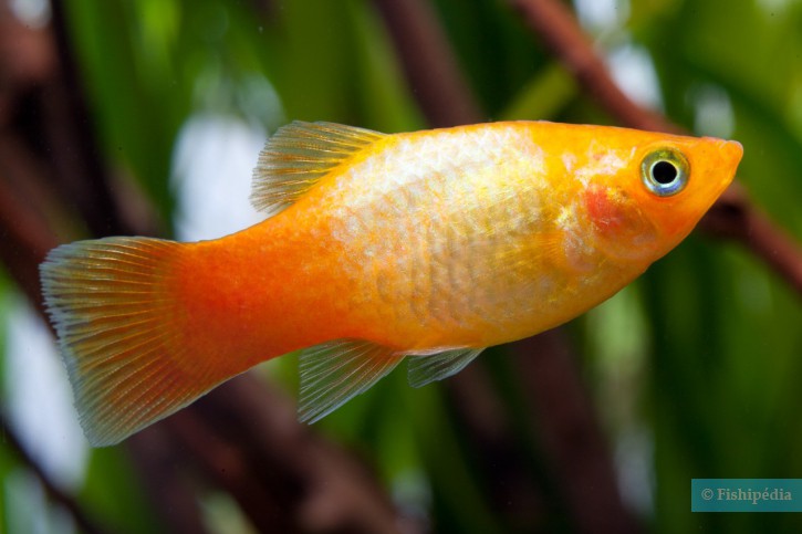 Xiphophorus maculatus - platy