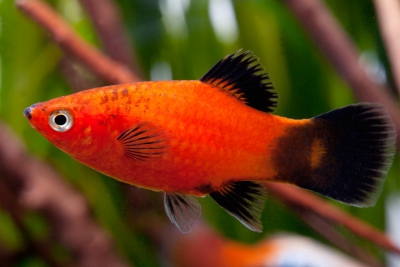 platy Poeciliidae