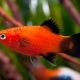 picture of Xiphophorus maculatus