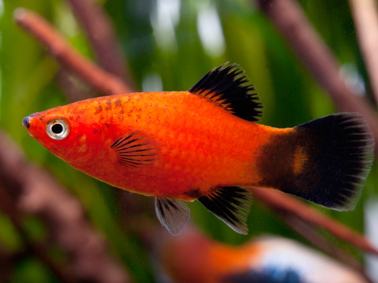 Platy Wagtail Rouge