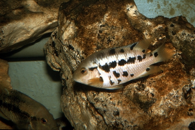 Mesoheros atromaculatus Cichlidae