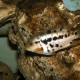 picture of Mesoheros atromaculatus