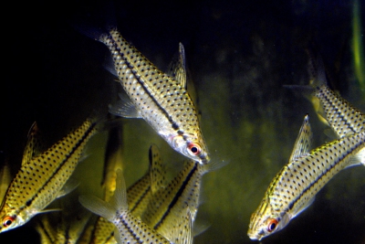 Tête en-bas gracile Chilodontidae