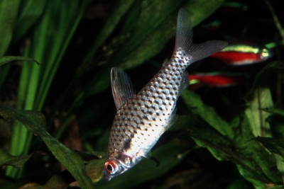 Chilodus punctatus