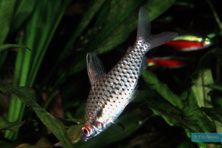 Chilodus punctatus