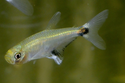 Aphyocharax nattereri Characidae