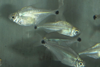 Ctenobrycon spilurus
