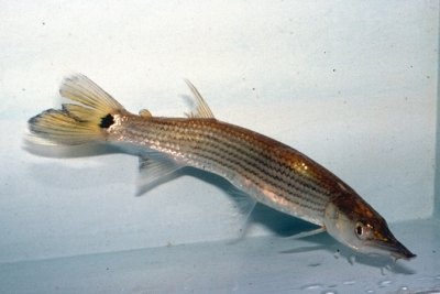 Ctenolucius beani