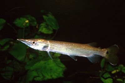 Ctenolucius hujeta Ctenoluciidae