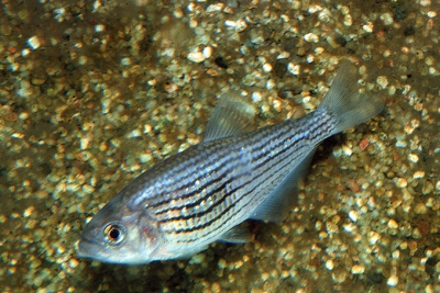 Cyphocharax multilineatus Curimatidae