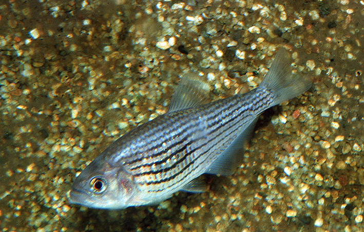 Cyphocharax multilineatus