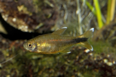 tétra cuivré Characidae