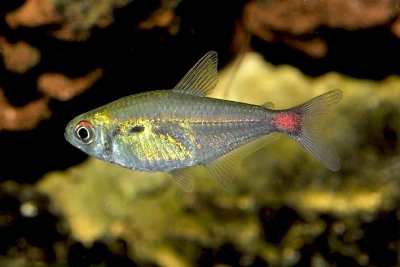 Hemigrammus stictus Characidae