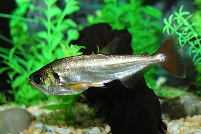 Hydrolycus armatus Cynodontidae