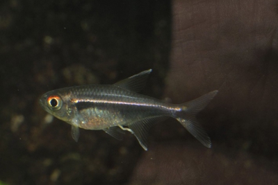 Hyphessobrycon eschwartzae