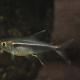 picture of Hyphessobrycon eschwartzae