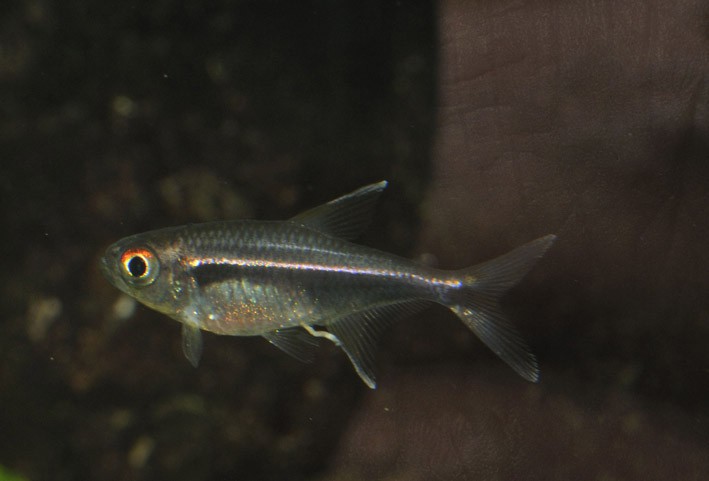 Hyphessobrycon eschwartzae
