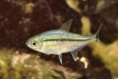 Hyphessobrycon scholzei Characidae