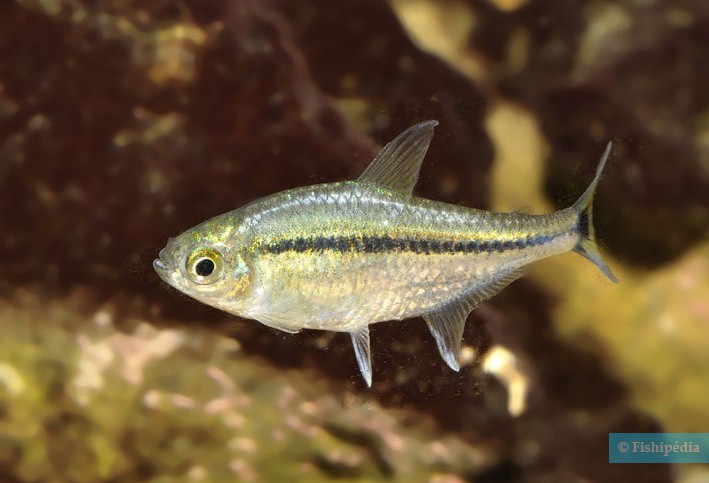 Hyphessobrycon scholzei