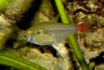 Hyphessobrycon stictus