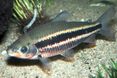 Leporinus arcus Anostomidae