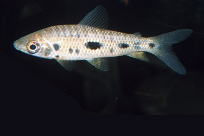 Leporinus gossei