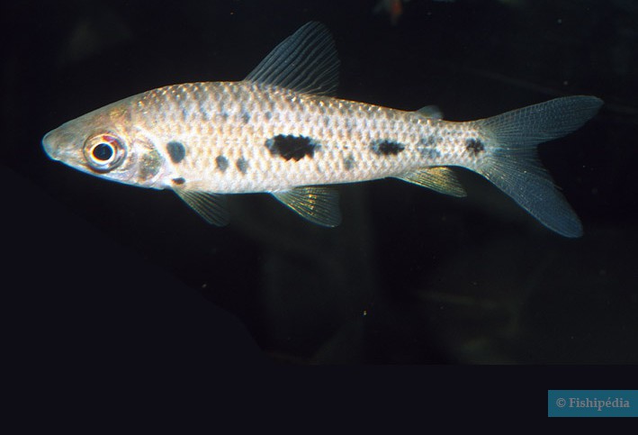 Leporinus gossei