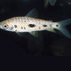 picture of Leporinus gossei