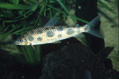 Leporinus tacheté Anostomidae