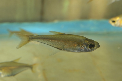 Lonchogenys ilisha Acestrorhynchidae
