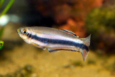 Mimagoniates barberi Characidae