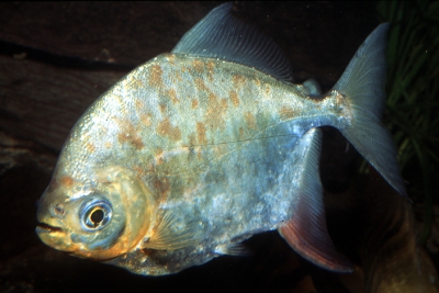Pacu blanc Serrasalmidae