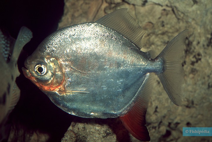 Myloplus rubripinnis