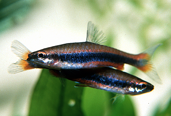 Nannostomus beckfordi