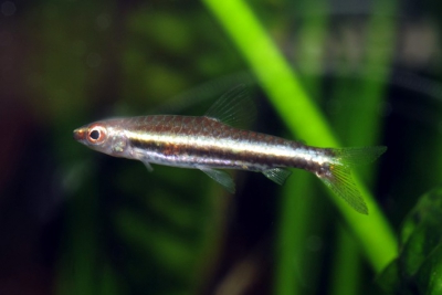 Poisson crayon de Marilyn Lebiasinidae