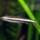 picture of Nannostomus marilynae