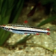 picture of Nannostomus trifasciatus