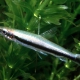 picture of Nannostomus unifasciatus