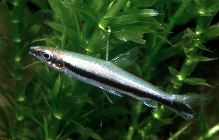 Nannostomus unifasciatus