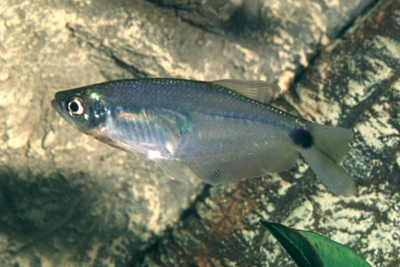 Paragoniates alburnus Characidae