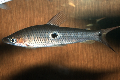 Pseudanos trimaculatus Anostomidae