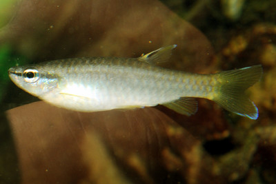 Pyrrhulina australis Lebiasinidae