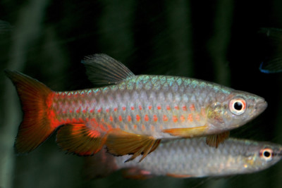 Pyrrhulina cf brevis Lebiasinidae