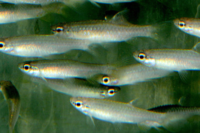 Pyrrhulina lugubris Lebiasinidae