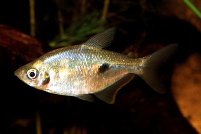 Rhoadsia altipinna Characidae