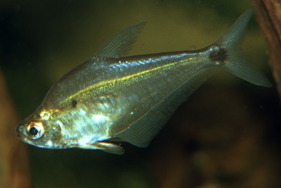 Characin mangeur d'écailles Characidae